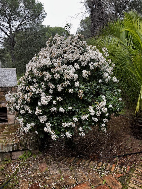 Jardín