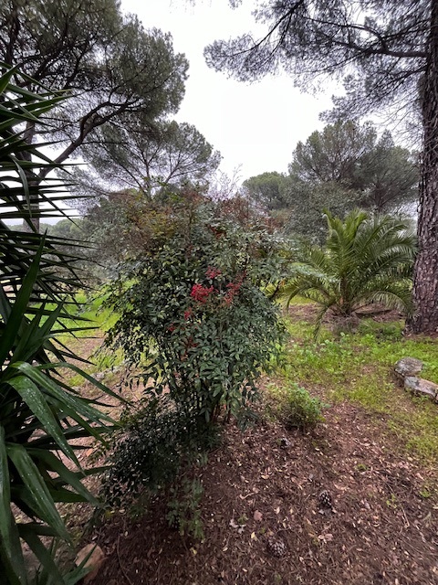 Jardín